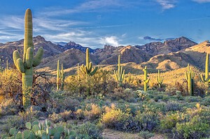 Saguaro cactus and desert mountains in Sabino Canyon, Arizona