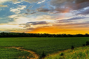 Iowa farmland under a golden sunset