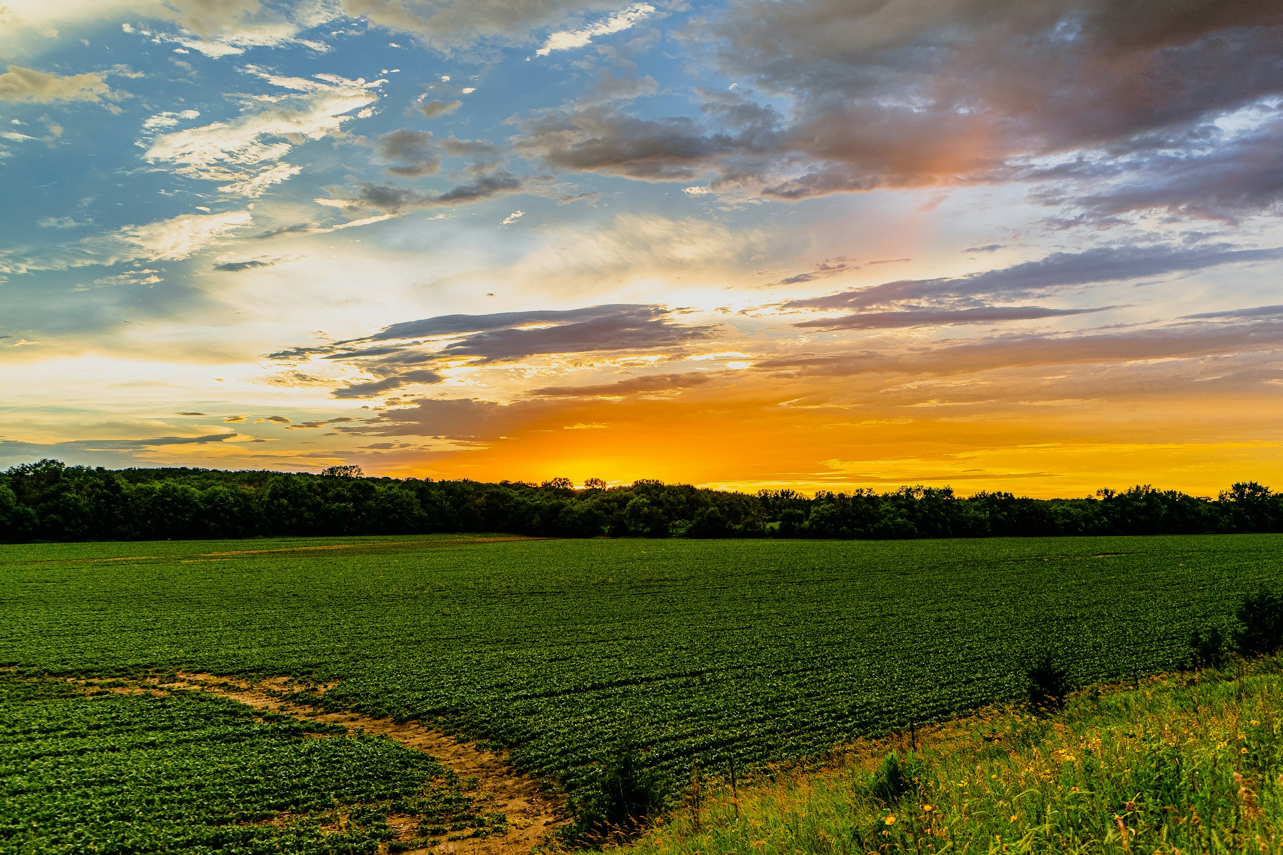 Iowa farmland under a golden sunset
