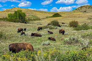 Bison grazing in Theodore Roosevelt National Park, North Dakota